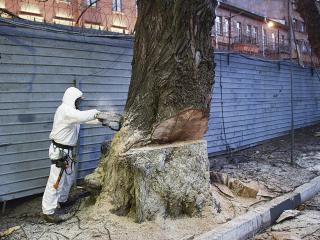 Удаление аварийного дерева